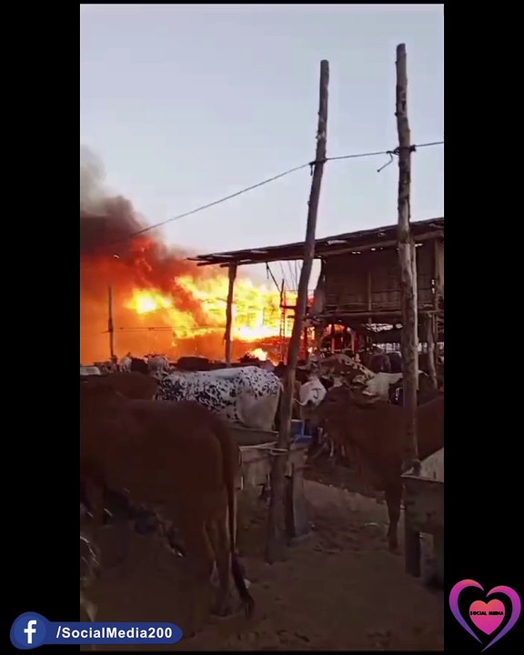 قربانی کے جانوروں کی منڈی میں آگ لگ گئی