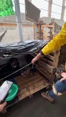 Cão fica abraçado a perna de veterinária e comove voluntários após ser resgatado no Rio Grande do Sul