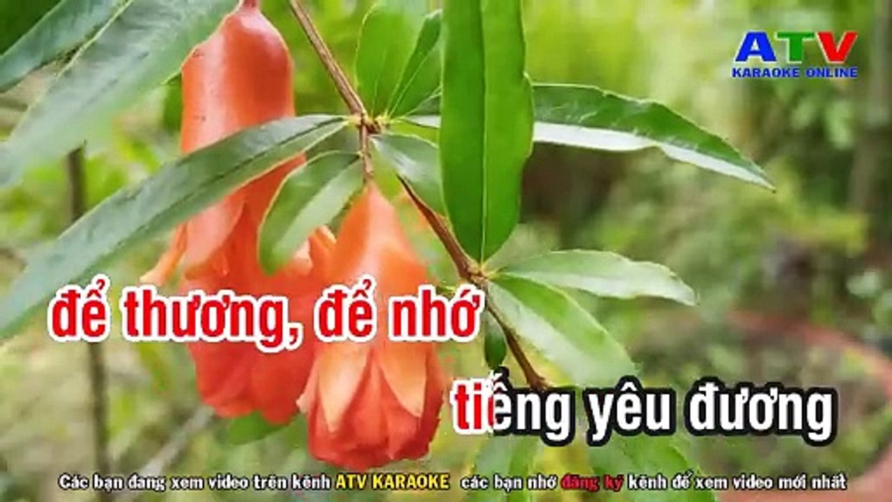 09.Karaoke  Bông Cỏ May - Tone Nữ - Karaoke Nhạc Sống - ATV Karaoke