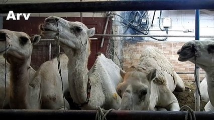 Beautiful Camel Mandi in Pakistan  | Karachi |