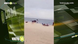 Toro embiste a una mujer en playa de Baja California