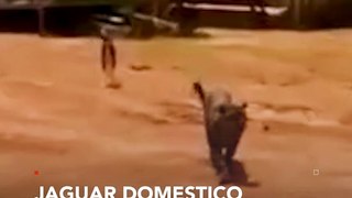 #RedUno | Se viraliza video de un jaguar domesticado paseando por las calles de Trinidad Beni.