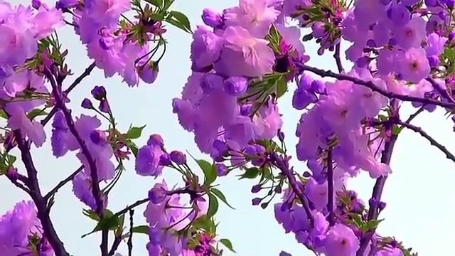 Surah Yaseen _ Surah Ar Rahman _ Surah Mulk Recitation _Yaseen_ Surah Mulk