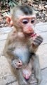 Baby Monkey Viral Shorts, Viral Video, Animal's Video, Wildlife Animal's #Animalsvideo#Funnymonkey#Babyanimals