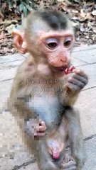 Baby Monkey Viral Shorts, Viral Video, Animal's Video, Wildlife Animal's #Animalsvideo#Funnymonkey#Babyanimals