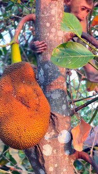 Monkey Shorts Video, Animal's Baby Video, Baby Monkey Shorts #Animals#Wildanimals#Viralvideo#Trendingvideo