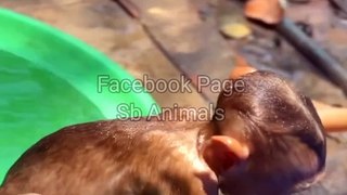 Monkey Shorts Video, New Monkey video, Wildlife Animal's #Mankeyvideo#Animalsvideo#Viralvideo