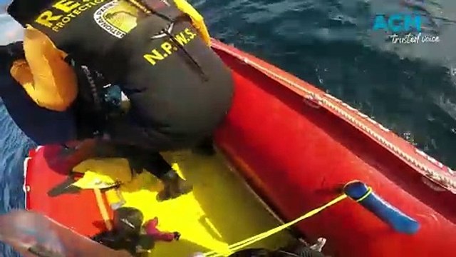 Rescuers successfully detangle a whale at Wattamolla