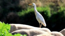 The Cattle Egret: Close Up HD Footage (Bubulcus ibis)