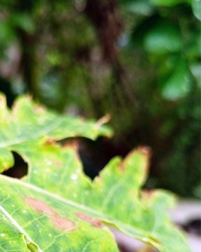 |HABIB ARIEL CORIAT HARRAR | LA NANOTECNOLOGÍA EN ACCIÓN EN MÉXICO (PARTE 2) (@HABIBARIELC)