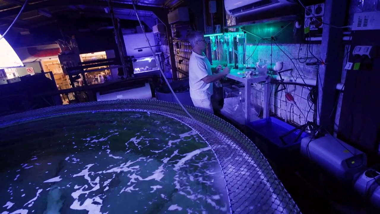 Tödlicher job: australischer wissenschaftler erforscht gifttiere