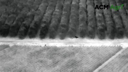 Using thermal imaging drone to deal with feral pigs