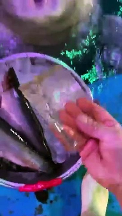 It’s time to eat. Beluga whale eats fish. Beluga whale eats ice. Little fish in Hutan