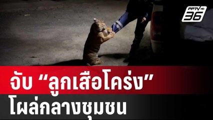 ระทึก! นาทีล้อมจับ “ลูกเสือโคร่ง” โผล่กลางชุมชน | เที่ยงทันข่าว | 16 พ.ค. 67