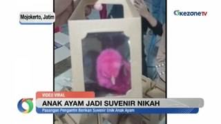 Unik! Anak Ayam Dijadikan Suvenir Pernikahan