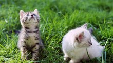 Brincadeiras na Relva - Adoráveis Gatinhos Descobrindo o Mundo!
