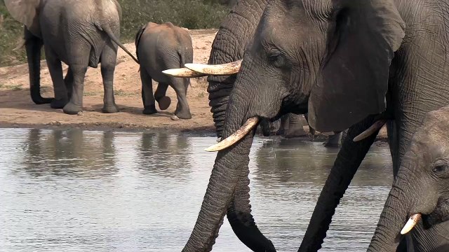 Momento de Hidratação - Elefantes Bebendo Água Serenamente no Lago!