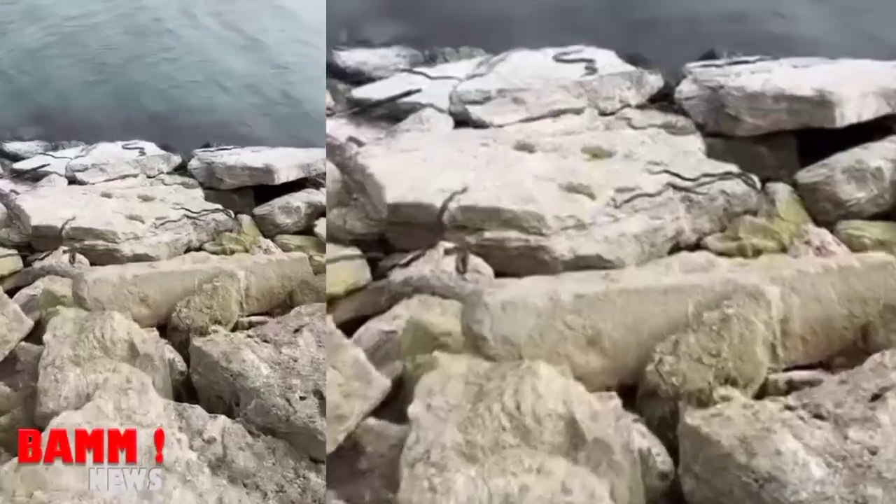 Snakes Flooded on Sea View at Karachi Beach
