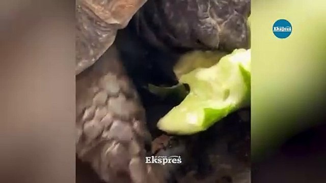 Diyarbakır'ın kaplumbağası dünyada ün yaptı