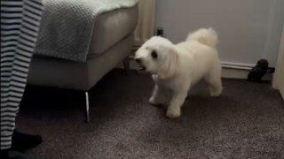 Pup's playful spins shine brighter than any spotlight