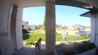 Perro mayor mira inocentemente al repartidor: unos segundos después se da cuenta de que lo han engañado (vídeo)