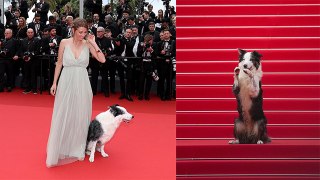 Cannes 2024: Anatomy of a Fall Film Dog Messi Cannes Red Carpet Look Viral, Public Shocking Reaction