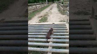Dachshund Running Around Ranch Gets Stuck Between Pipes