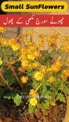 Beautiful Small SunFlowers 