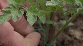 Comment réussir ses plantations de tomates ?