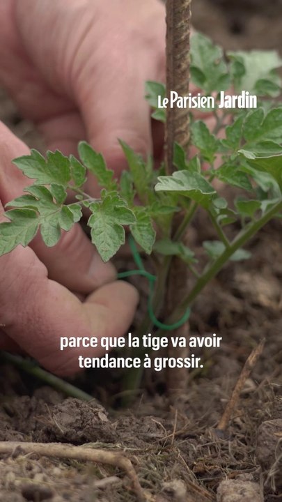 Comment réussir ses plantations de tomates ?
