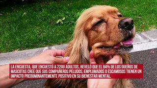 Una encuesta reciente reveló cuánto apoyo mental brindan las mascotas a los humanos