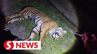 Tiger killed after being hit by car in Bentong