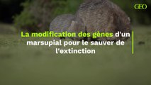 Des scientifiques modifient les gènes d'un marsupial pour le sauver de l'extinction