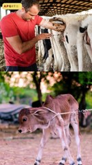 Sir, how did you turn vegan? || Acharya Prashant