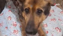 Sindbad pierwszy raz w życiu dostał własne legowisko. Zobaczcie, jak się nim cieszy (video)