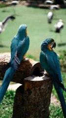 Curiosidades de Las Aves y La Inteligencia Artificial