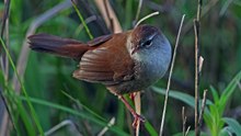 The Cetti’s Warbler: Close Up HD Footage (Cettia cetti)