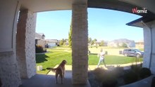 Golden retriever patrzy niewinnie na dostawcę: po kilku chwilach mężczyzna już wie, że go nabrał (video)