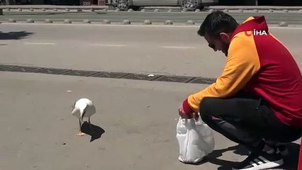 İzmit'te esnafa alışan martı 1 yıldır balık yemeye geliyor