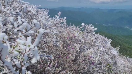 5월 중순 지리산에 눈...천왕봉 등 2~3cm 쌓여 / YTN