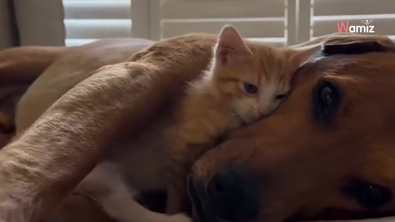 Découvrez l'amitié étonnante entre ces deux adorables rouquins ! ❤️