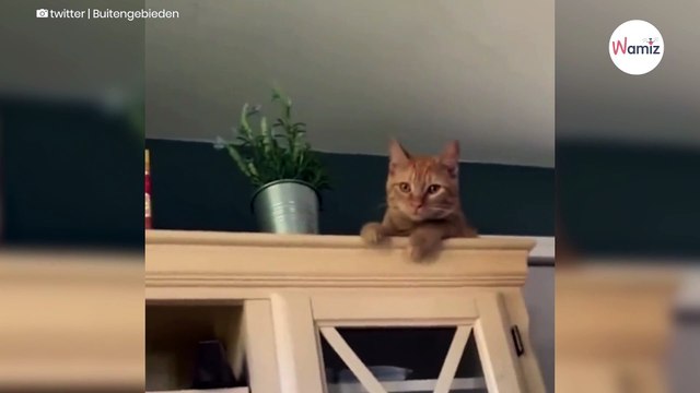 Pierwszy dzień kota w domu: to video ubawiło 5 mln osób!