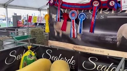 Texel Sheep Society celebrates 50 years