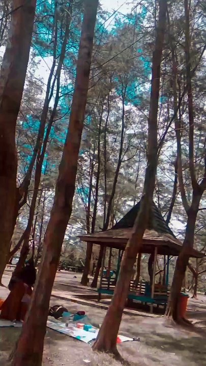 poho pinus