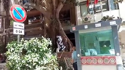 Palermo, al via potature e cure per l'Albero Falcone