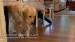 La tronchante reacción de un perro al probar el limón por primera vez