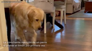 La tronchante reacción de un perro al probar el limón por primera vez