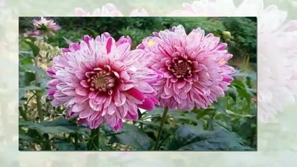 SILENT PARTNER TITRE EVENT DEPARTURE