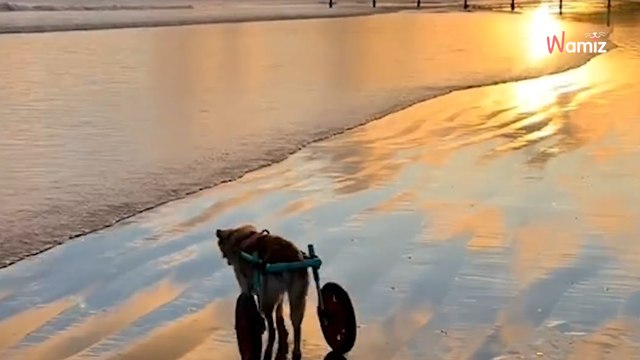Paralysée des pattes arrières, Scooty vit néanmoins sa meilleure vie, et ce grâce à son ange gardien.