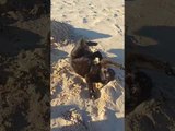Cat Does Zoomies at Beach